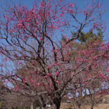 Prunus mume (Japanese Apricot) flowering on dark branches.