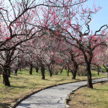 Prunus mume (Japanese Apricot) flowering in park.
