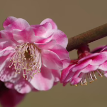 Prunus mume (Japanese Apricot) up close flower.