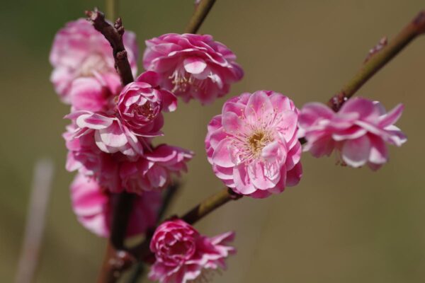 <i>Prunus mume</i> - Image 5