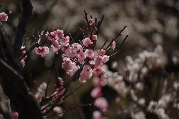 <i>Prunus mume</i> - Image 6