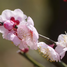 Prunus mume (Japanese Apricot) light pink blooms.