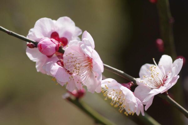 <i>Prunus mume</i> - Image 7