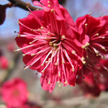Prunus mume (Japanese Apricot) dark pink blooms.