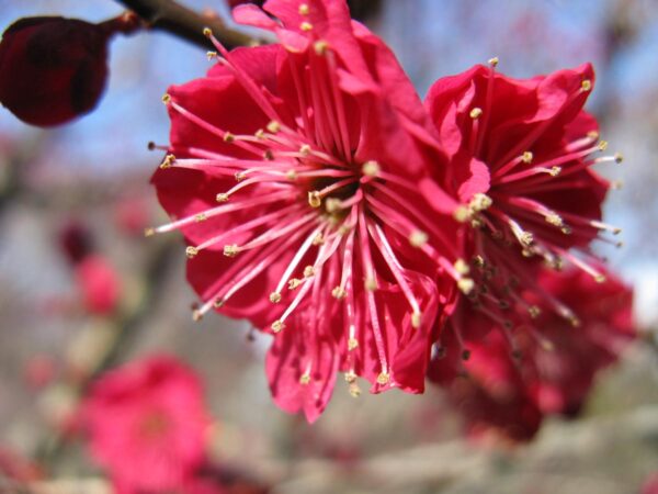 <i>Prunus mume</i> - Image 8