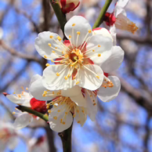 Prunus mume (Japanese Apricot) white blooms.