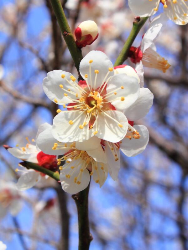 <i>Prunus mume</i> - Image 9