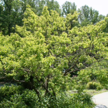 Prunus mume 'The Geisha' (Japanese Apricot) summer form.