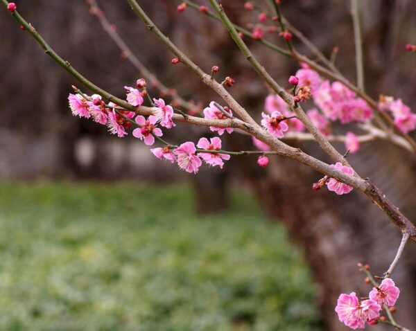 <i>Prunus mume</i> 'The Geisha' - Image 11