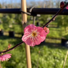 Prunus mume 'The Geisha' (Japanese Apricot) single flower at Leafland Nursery.