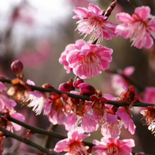 Prunus mume 'The Geisha' (Japanese Apricot) close up of flowers.