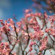 Prunus mume 'The Geisha' (Japanese Apricot) spring flowers.