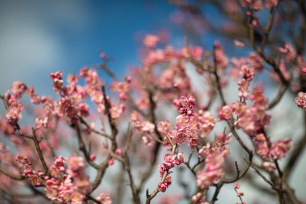 <i>Prunus mume</i> 'The Geisha' - Image 4