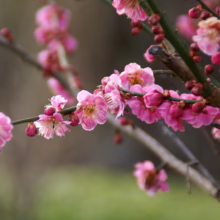 Prunus mume 'The Geisha' (Japanese Apricot) flowers.