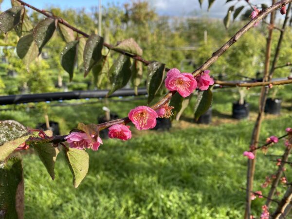 <i>Prunus mume</i> 'The Geisha' - Image 6