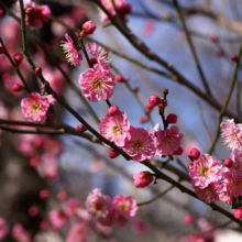 Prunus mume 'The Geisha' (Japanese Apricot) blossoms on branch.