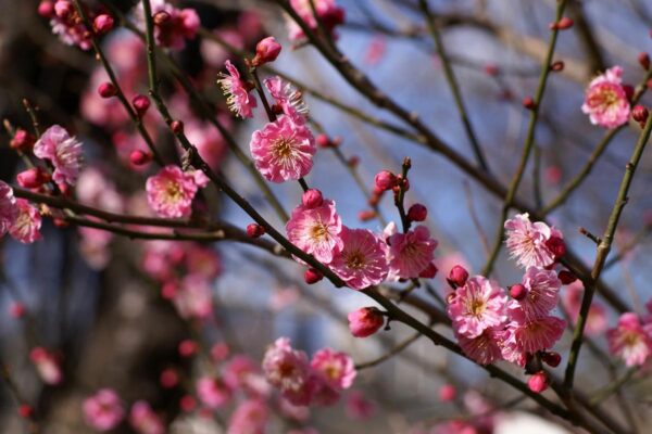 <i>Prunus mume</i> 'The Geisha' - Image 7