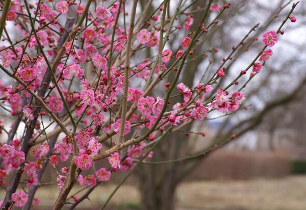 <i>Prunus mume</i> 'The Geisha' - Image 8