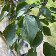 Prunus mume 'The Geisha' (Japanese Apricot) summer foliage.