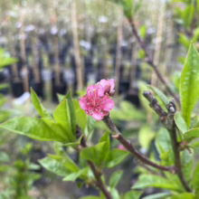 Close-up of a vibrant pink peach blossom on a branch, surrounded by bright green leaves. Rows of young trees in pots blur in the background at the nursery.