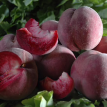 Pile of donut peaches, some sliced to reveal the red flesh inside, resting on a bed of green lettuce. The peaches are round and fuzzy, with a pale pink and red skin.