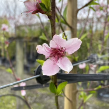 Close-up of a delicate pink peach blossom with a deep red center, attached to a young tree with a support structure. The background shows a nursery with rows of potted trees.