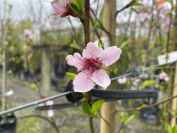 <i>Prunus persica</i> 'Golden Queen' - Image 2