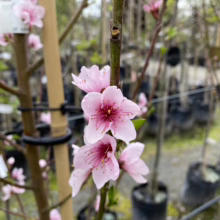 Close-up of delicate pink peach blossoms on a young tree, showcasing spring blooms in a garden center nursery. Trees in black pots stand in the background.
