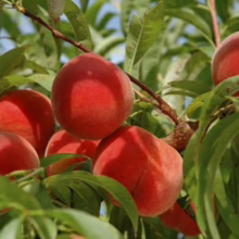 Ripe Peach ‘Scarlett O’Hara’ on the tree, showcasing its vibrant red skin and fuzzy texture amidst green leaves.