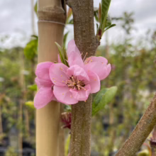 Close-up of a vibrant pink peach blossom clinging to a young tree trunk, with a bamboo support stake visible. The delicate petals and golden stamen are in sharp focus against a blurred green background.