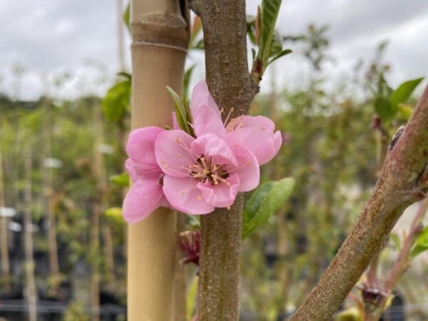 <i>Prunus persica</i> var. <i>nectarina</i> 'Button Bright' - Image 2