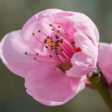 Close-up of a delicate pink peach blossom bursting open, revealing yellow stamen and dark anthers. A second, partially opened blossom sits behind it on a slender branch.