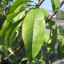 Close-up of vibrant green peach tree leaves on a branch, showcasing their elongated shape and textured surface, with a blurred background of foliage and a fence.