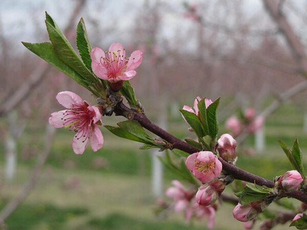 <i>Prunus persica</i> var. <i>nectarina</i> 'Queen Giant' - Image 2