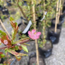 Close-up of a pink peach tree blossom with vibrant green and reddish leaves on a branch. Potted peach trees are visible in the background, suggesting a nursery or garden center.