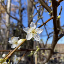 Close-up of a delicate white plum blossom with yellow stamens against a bright blue sky. Buds are visible on the brown branches, signaling springtime.