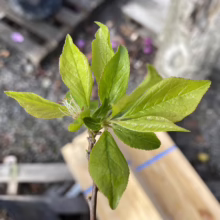 Close-up of vibrant green plum tree leaves clustered at the end of a branch, showcasing new growth. The leaves are smooth and slightly glossy, with delicate white blossoms peeking through.