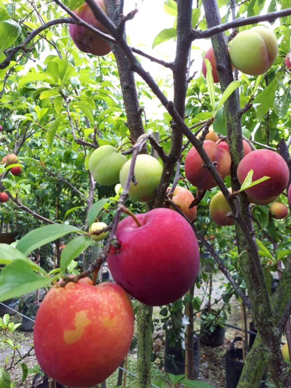 <i>Prunus salicina</i> 'Fortune'