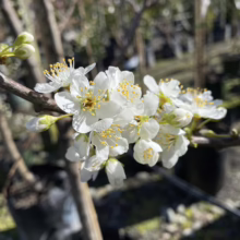 Close-up of plum tree blossoms, showcasing delicate white petals and yellow stamens against a blurred background of tree trunks and greenery.
