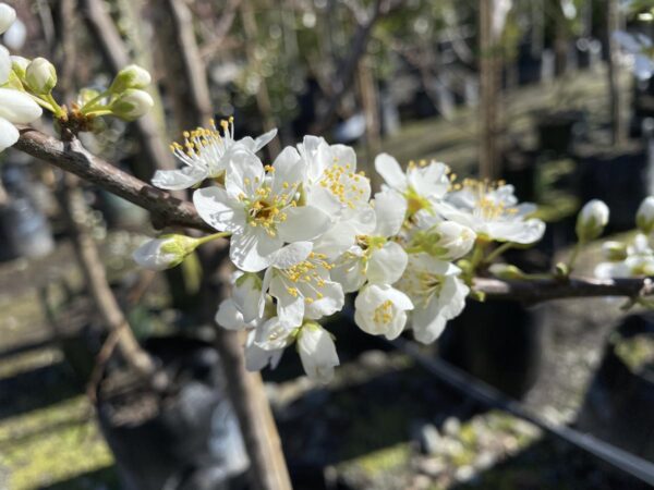 <i>Prunus salicina</i> 'Hawera' - Image 2