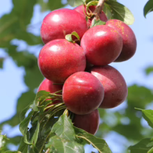 Cluster of ripe red plums hanging from a branch with green leaves against a blue sky. The plums are round and glossy, showcasing their vibrant color.