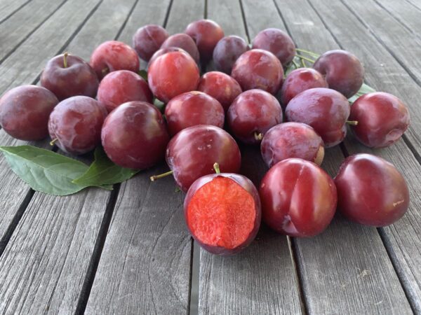 <i>Prunus salicina</i> 'Hawera'