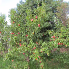 Abundant plum tree laden with ripe red plums, set against a backdrop of lush green foliage and grass. A fruitful harvest in a vibrant orchard.