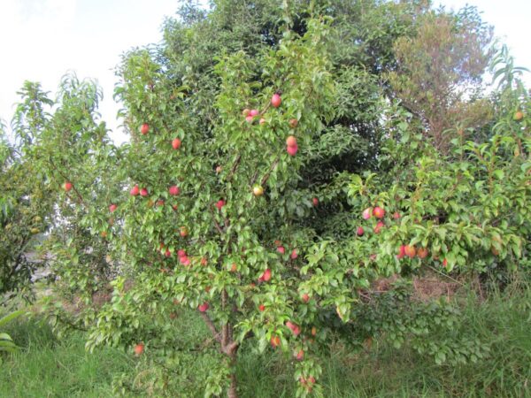 <i>Prunus salicina</i> 'Luisa' - Image 4