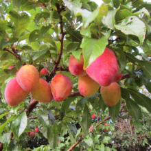 Ripe, red and yellow plums hang heavy on a tree branch amid green leaves, ready for harvest. The plums are plump and juicy, promising a sweet and delicious treat from the garden.