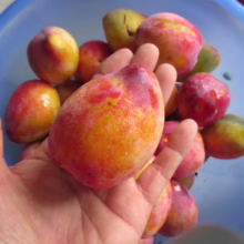 Hand holding a ripe, colorful plum with yellow, red, and purple hues, showcasing its fresh, juicy appearance. A bowl of similar plums sits in the background, ready to eat.