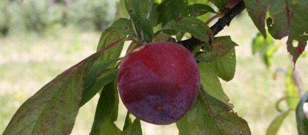 <i>Prunus salicina</i> 'Purple King'