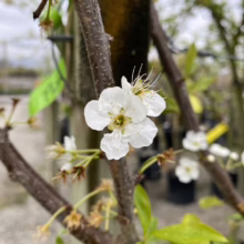Close-up of delicate white pear blossoms on a tree branch, showcasing the beauty of spring. The blossoms feature prominent white petals and long, delicate stamens, with a blurred background of a tree nursery.