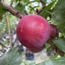 Ripe red plum hanging from a tree branch, surrounded by green leaves. The plum features a dusting of white bloom, indicating its readiness for harvest.