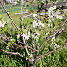 Close-up of a young plum tree in spring, bursting with delicate white blossoms against a backdrop of vibrant green grass. Its slender branches reach out, promising a bountiful harvest.